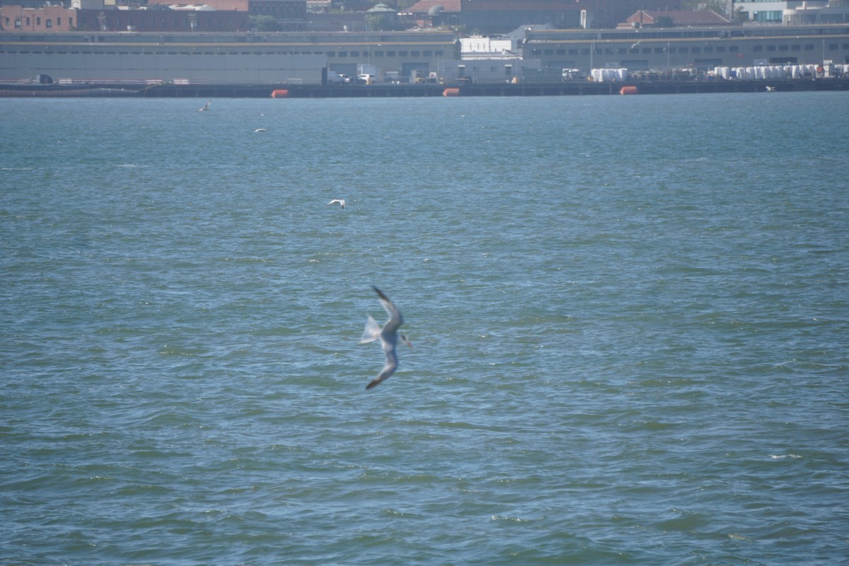 Western Gull - ML647166641