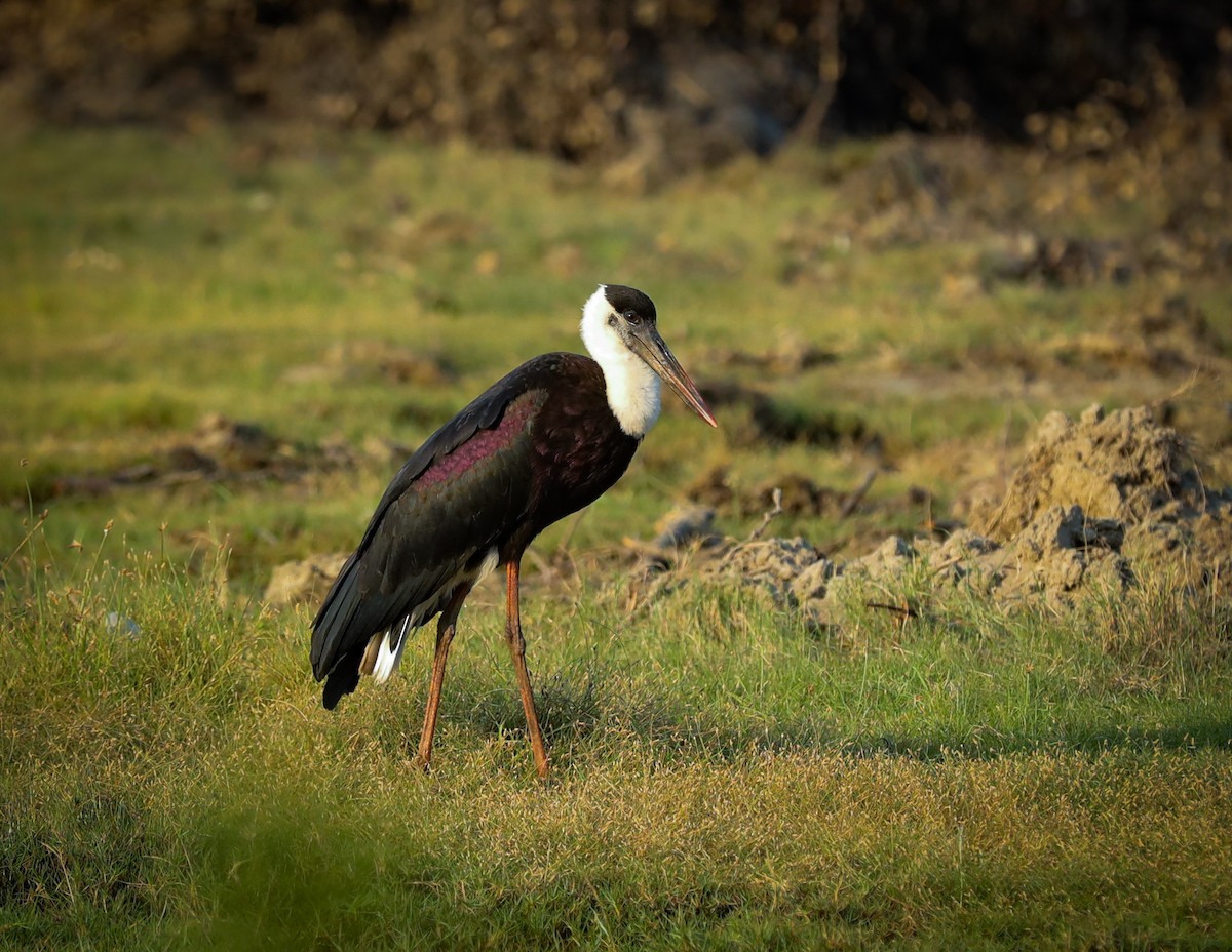 Asian Woolly-necked Stork - ML647166642