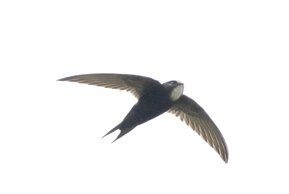 White-rumped Swift - ML647166643