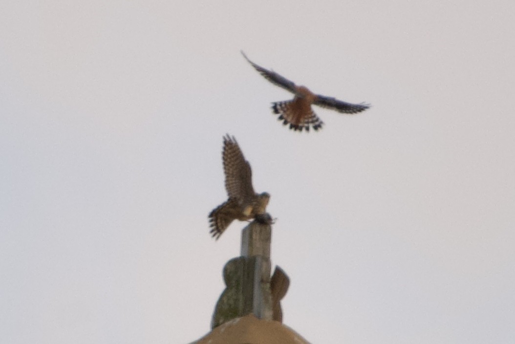 Merlin - ML647166645