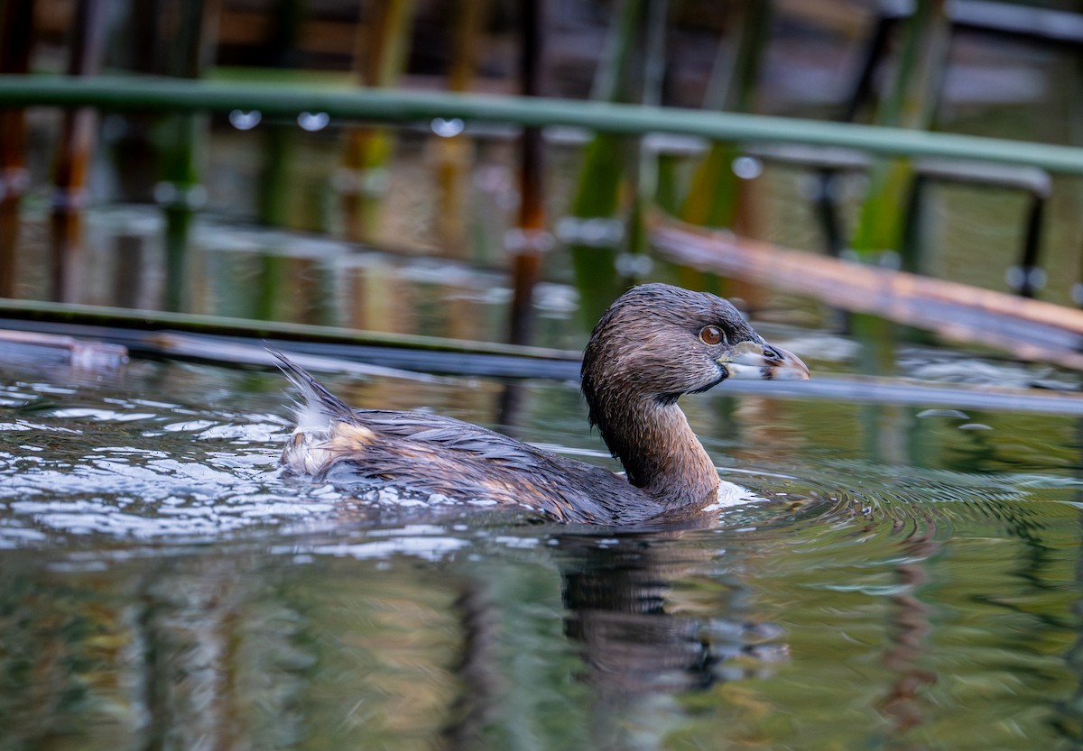 Pied-billed Grebe - ML647166646