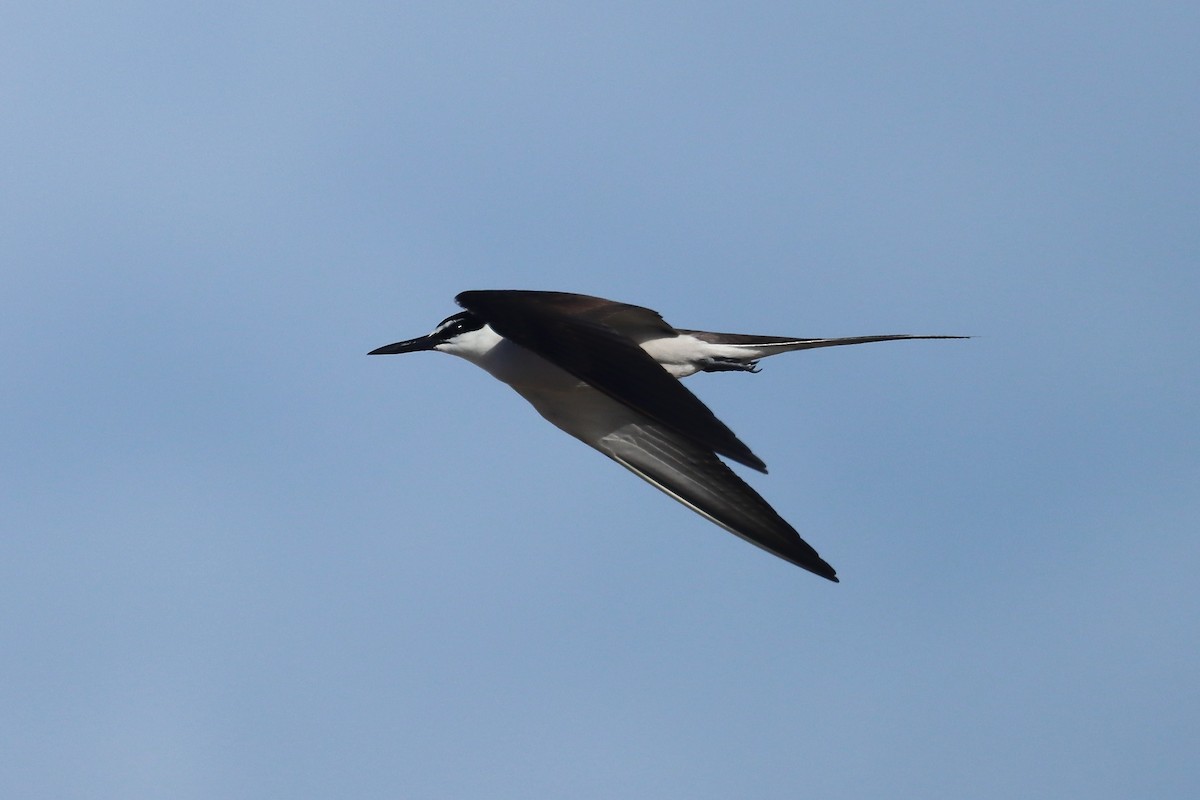 Sooty Tern - ML647166647