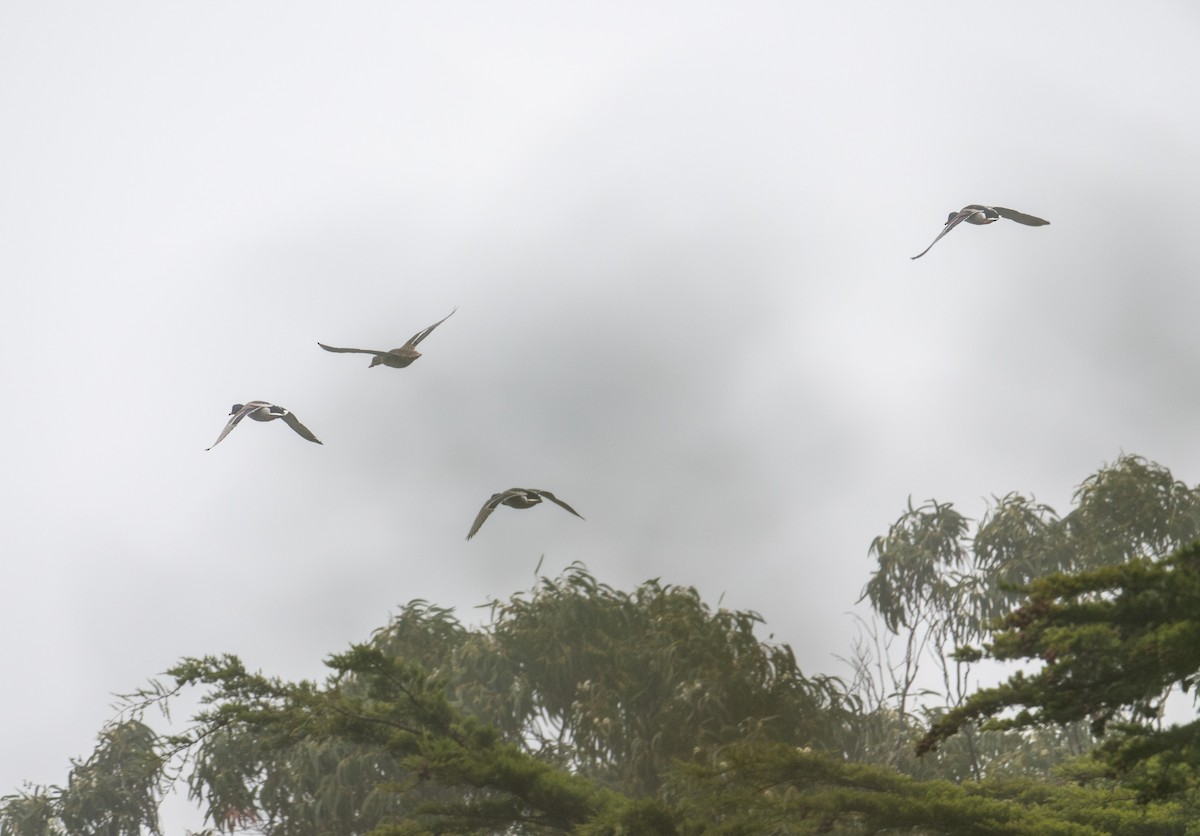 Mallard - ML647166648