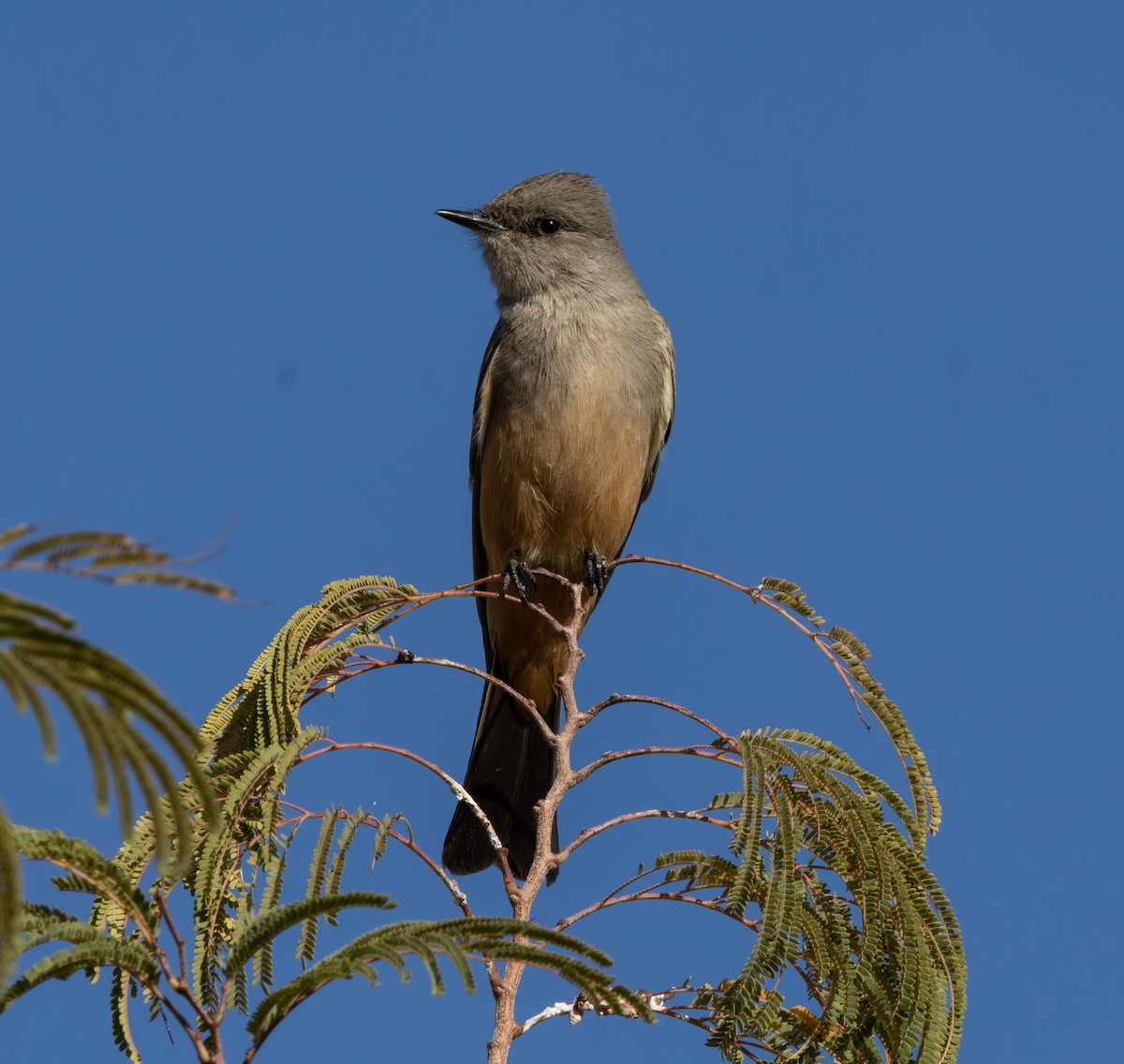 Say's Phoebe - ML647166649