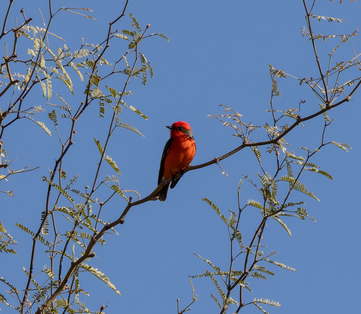Vermilion Flycatcher - ML647166650