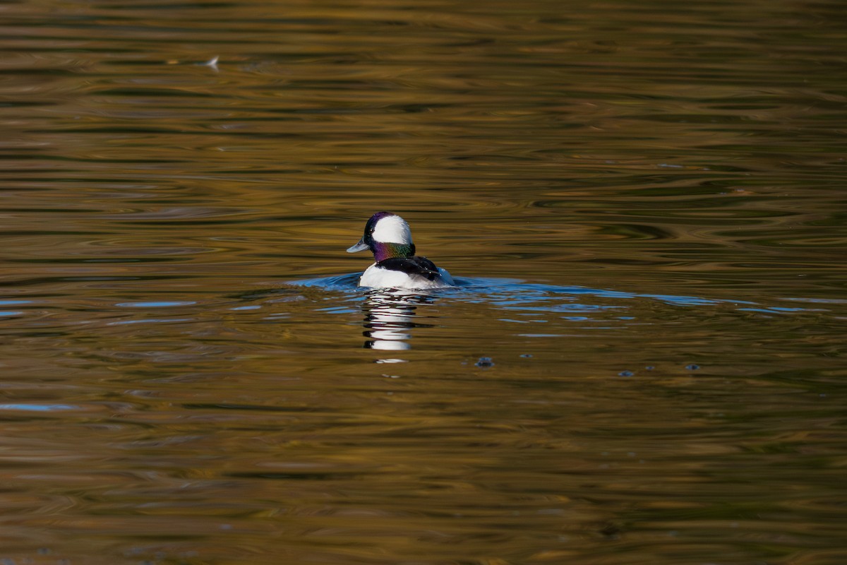 Bufflehead - ML647166651