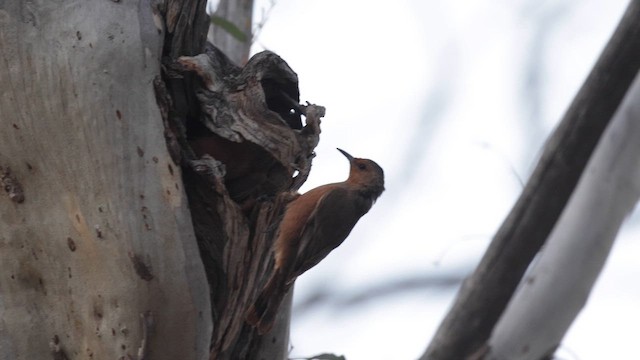 Rufous Treecreeper - ML647166652