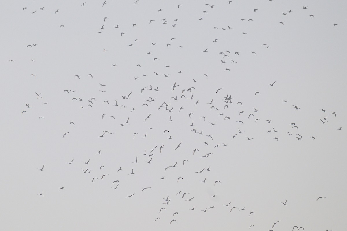 Black-tailed Godwit - ML647166653