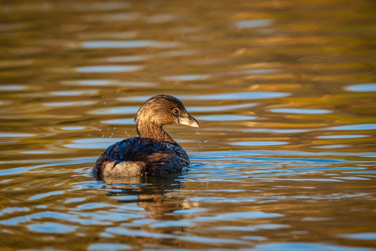 Pied-billed Grebe - ML647166654