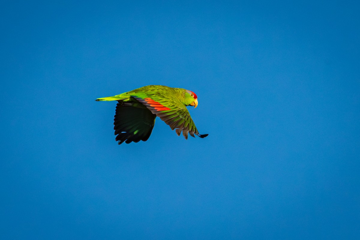 Red-crowned Amazon - ML647166655