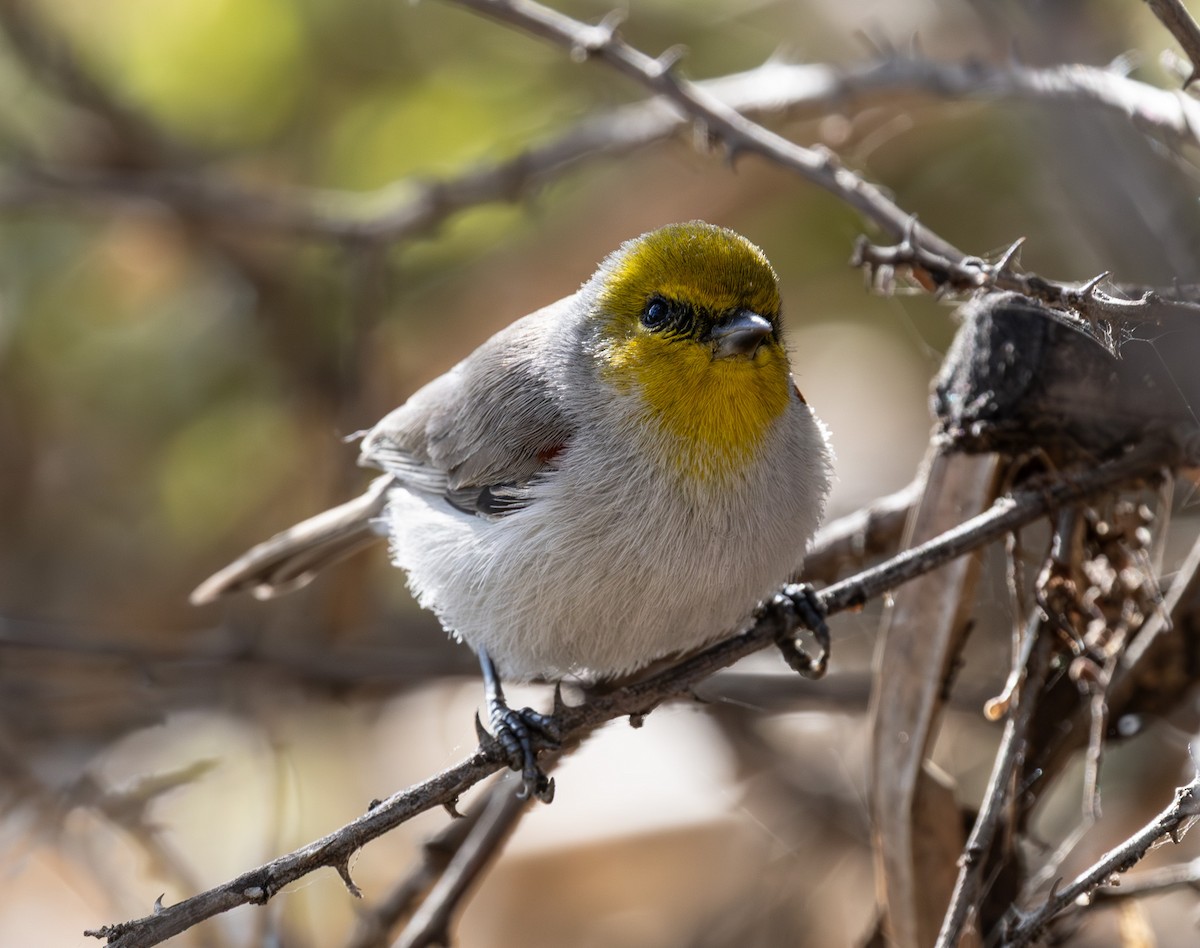 Verdin - ML647166656