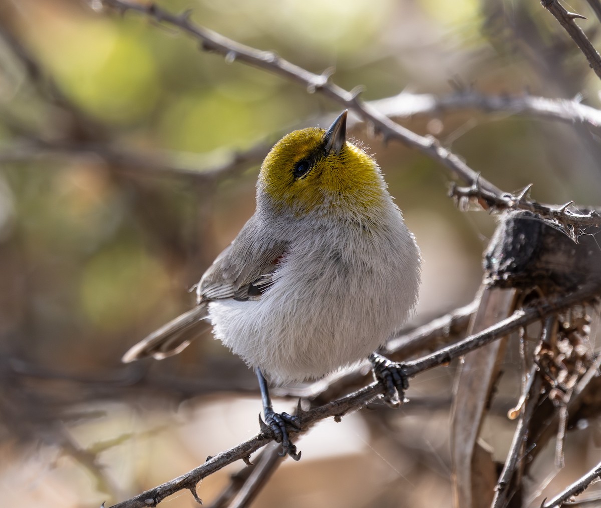 Verdin - ML647166657