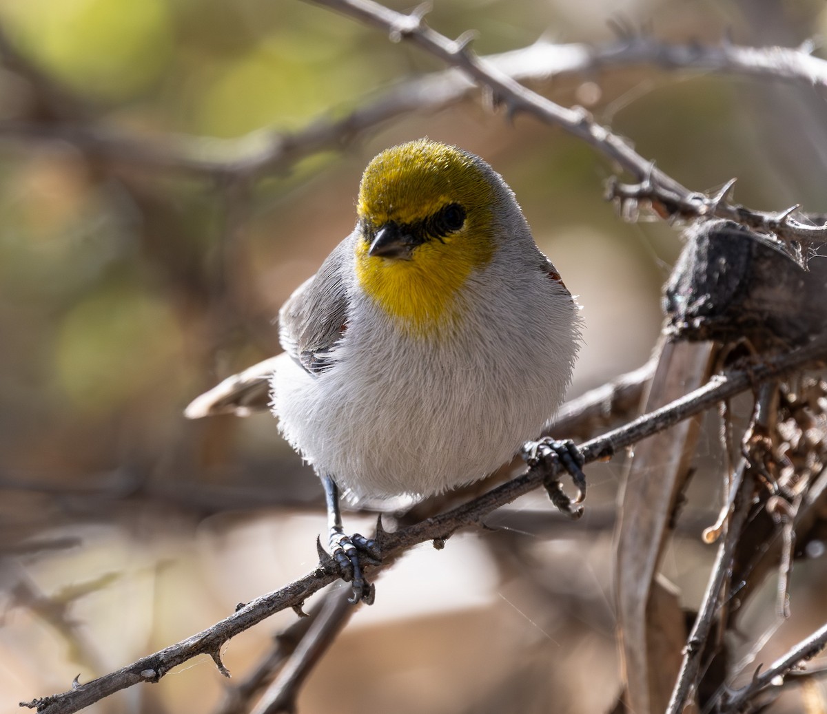 Verdin - ML647166658