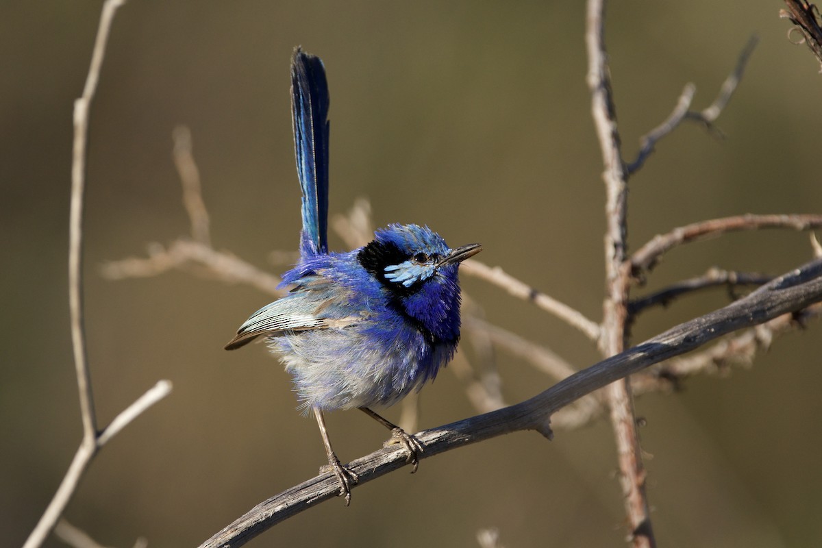 Splendid Fairywren - ML647166659