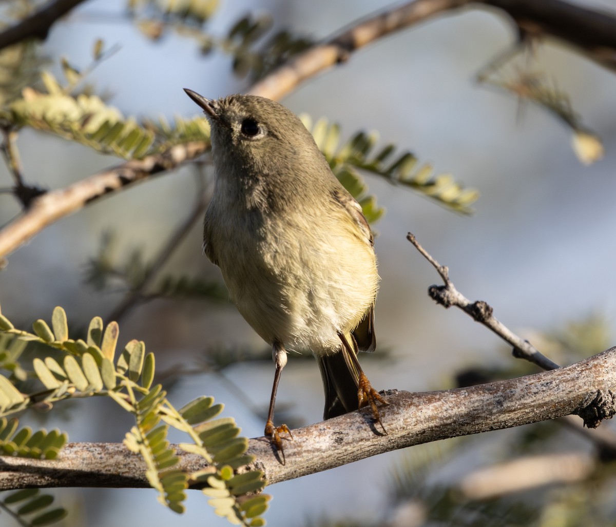 ルビーキクイタダキ - ML647166660