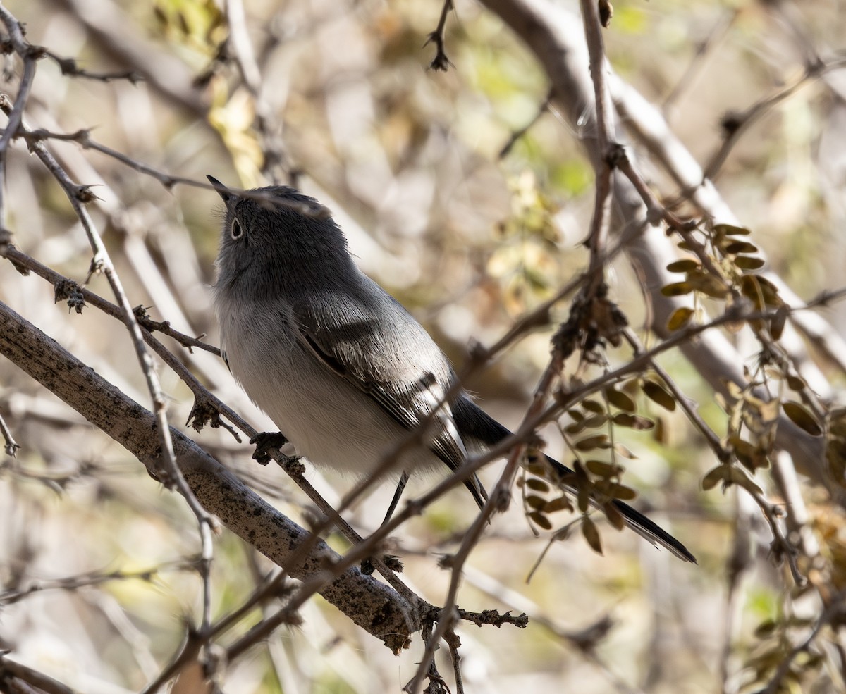 ブユムシクイ - ML647166661