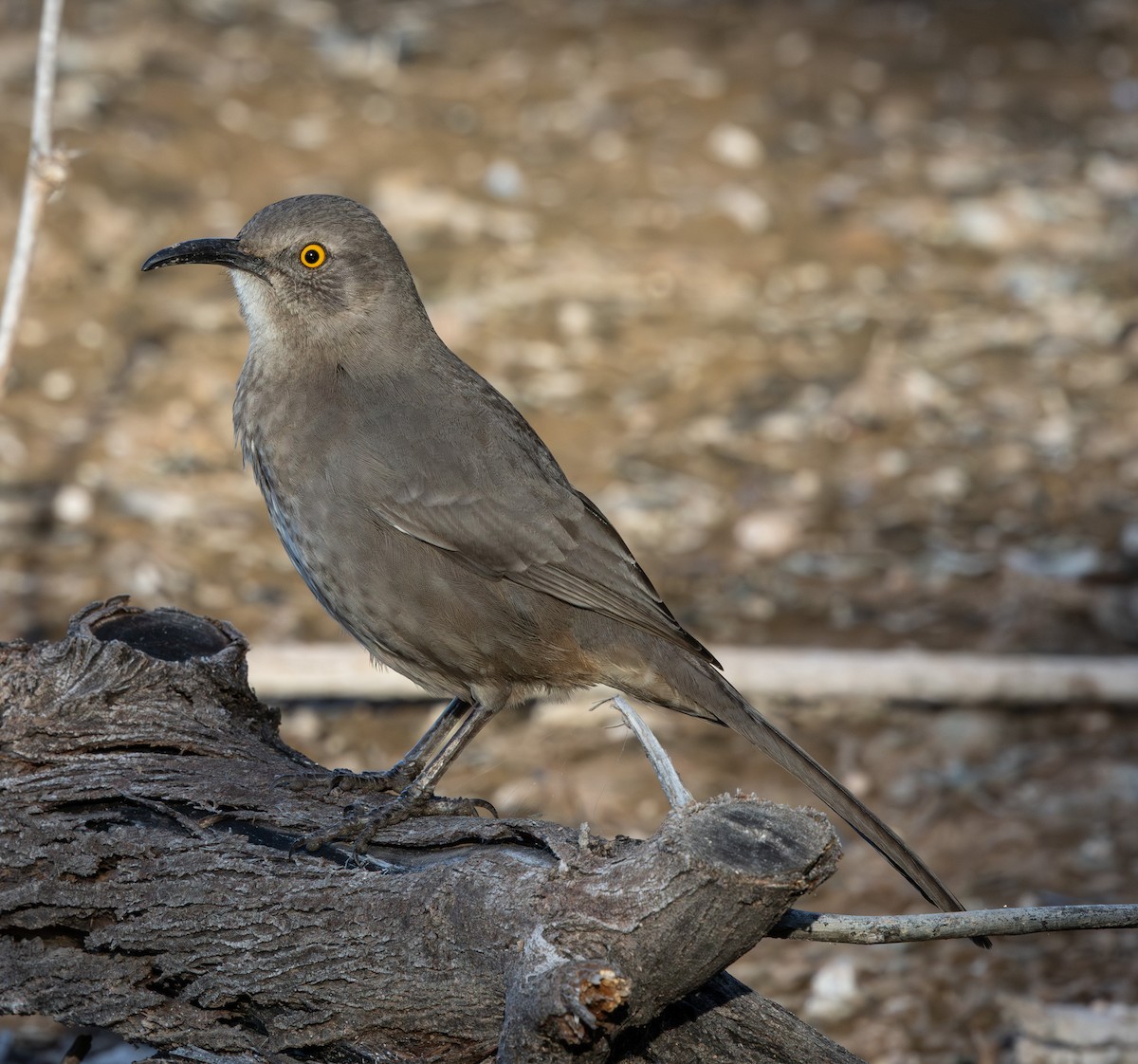 マルハシツグミモドキ - ML647166662