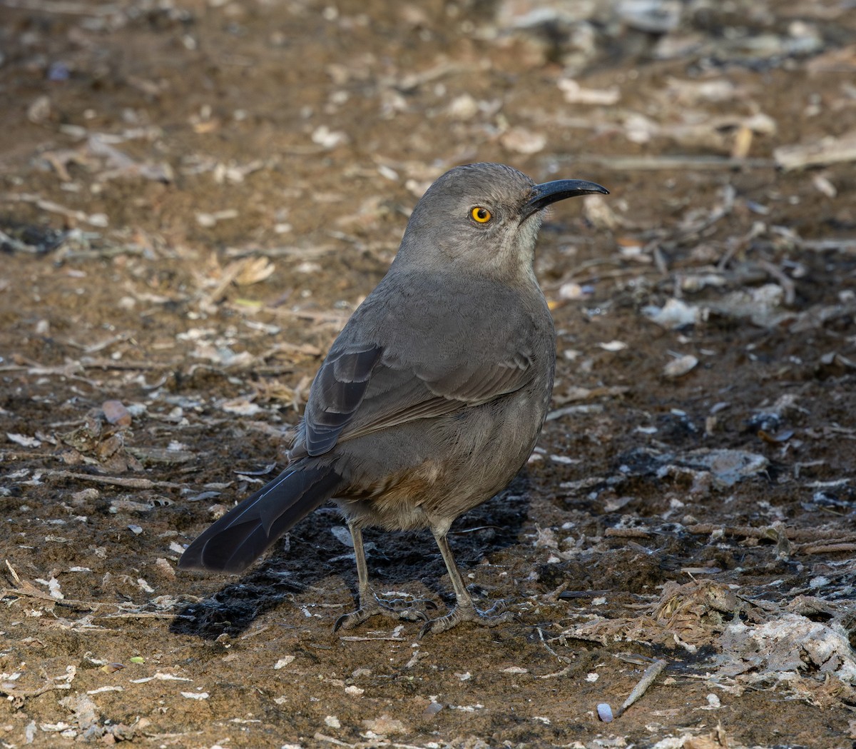 マルハシツグミモドキ - ML647166663