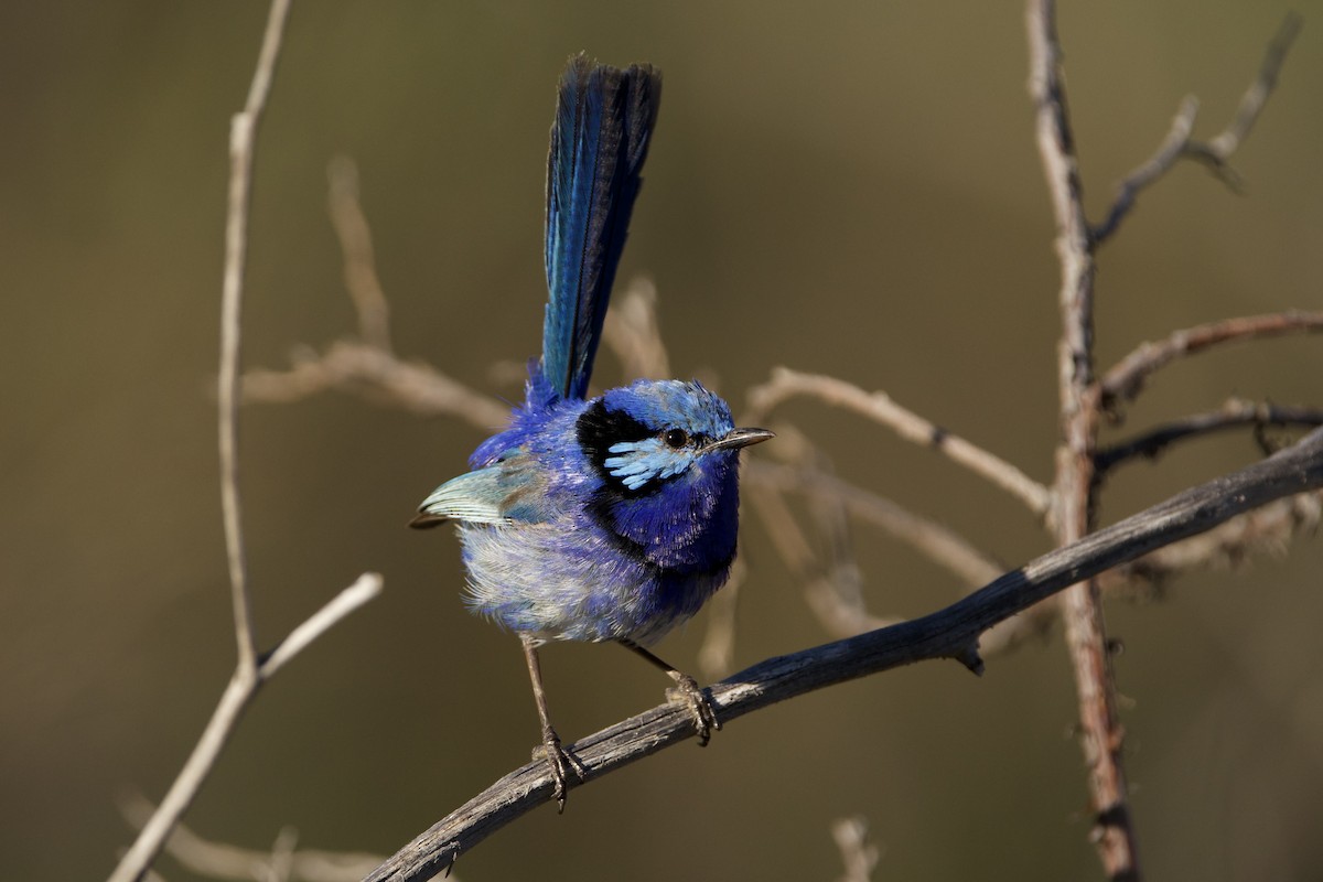 ムラサキオーストラリアムシクイ - ML647166664