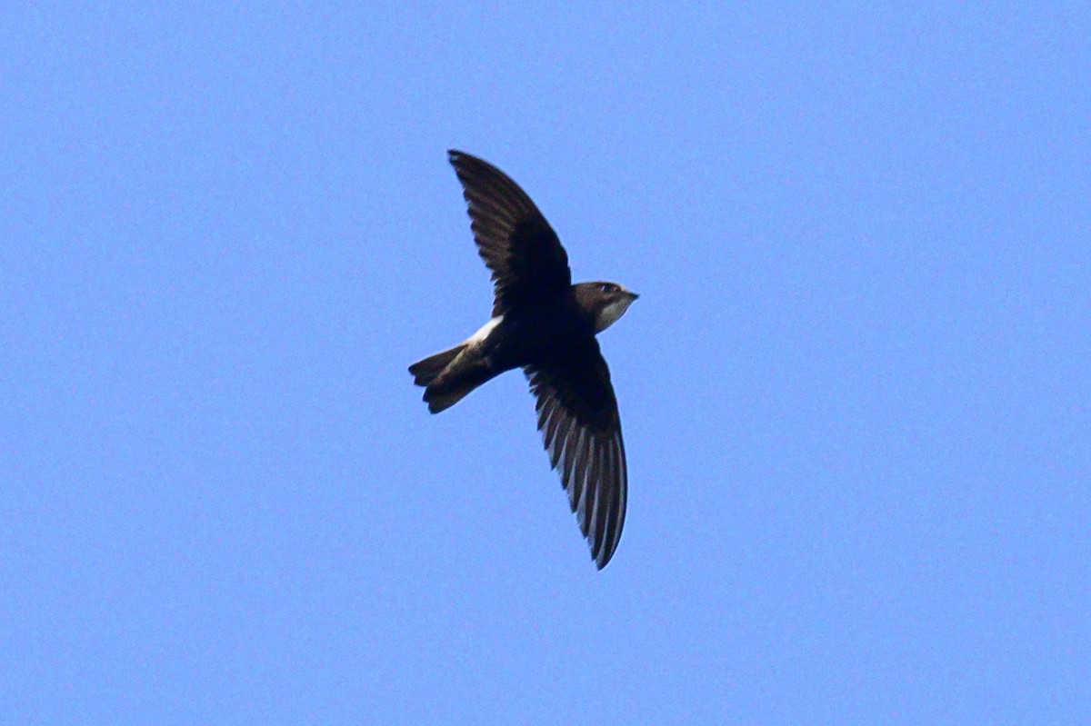 ニシヒメアマツバメ - ML647166665