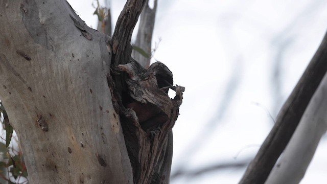 チャバラキノボリ - ML647166666