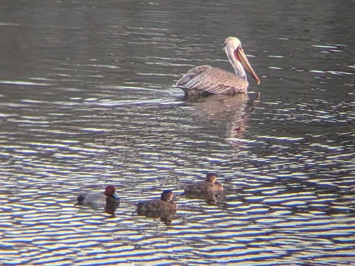 アメリカホシハジロ - ML647166667