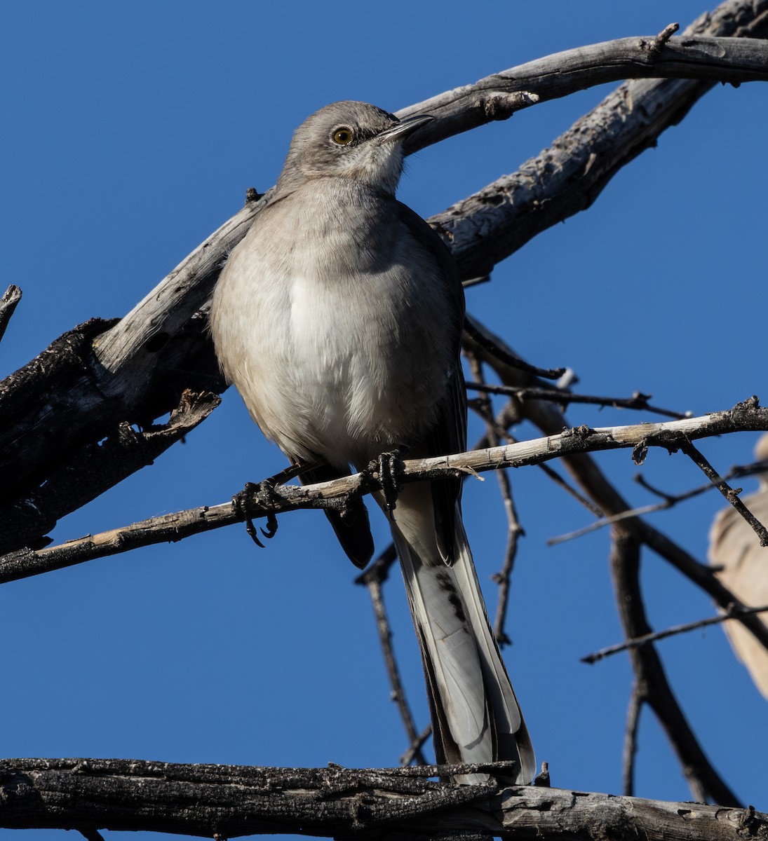 マネシツグミ - ML647166669