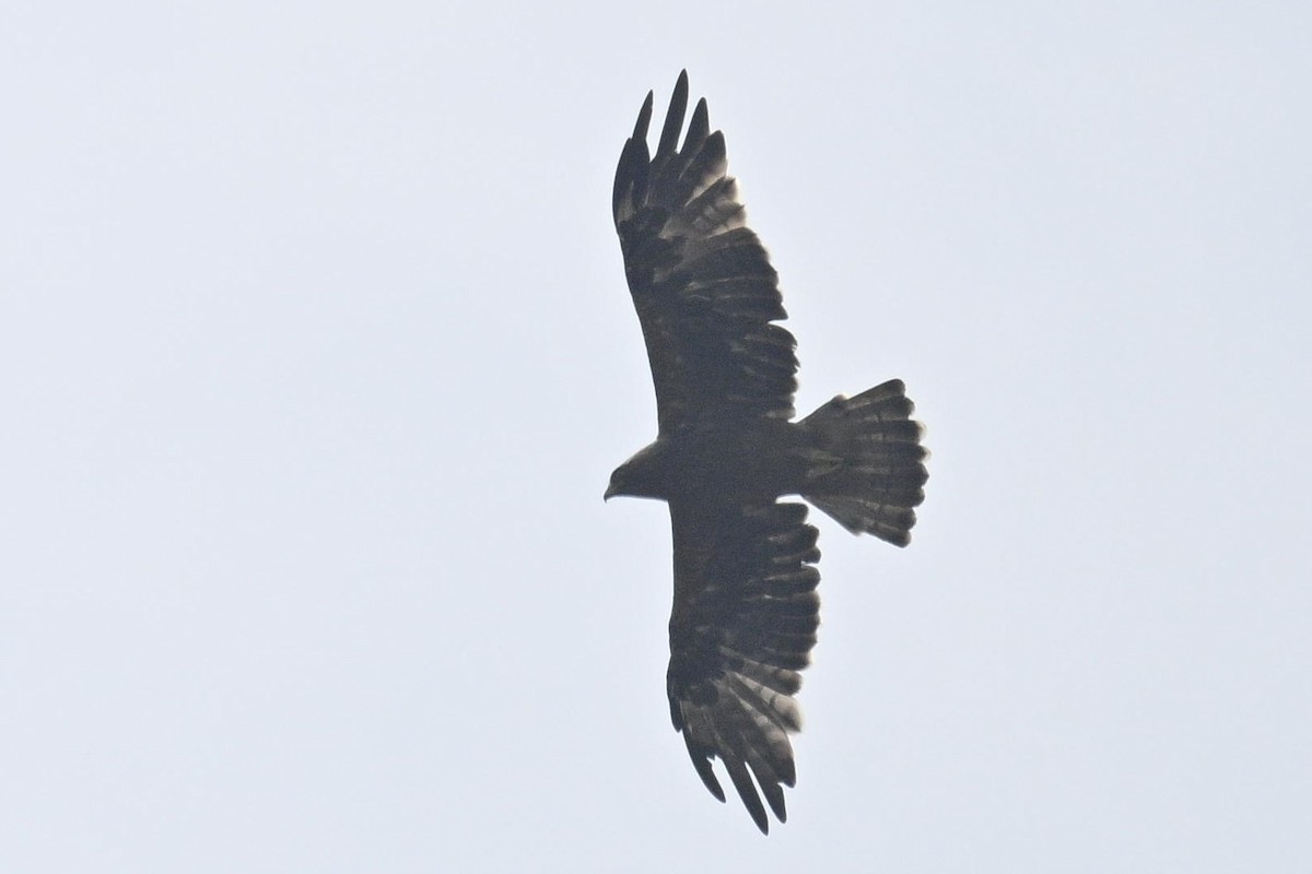 ヒメクマタカ - ML647166670