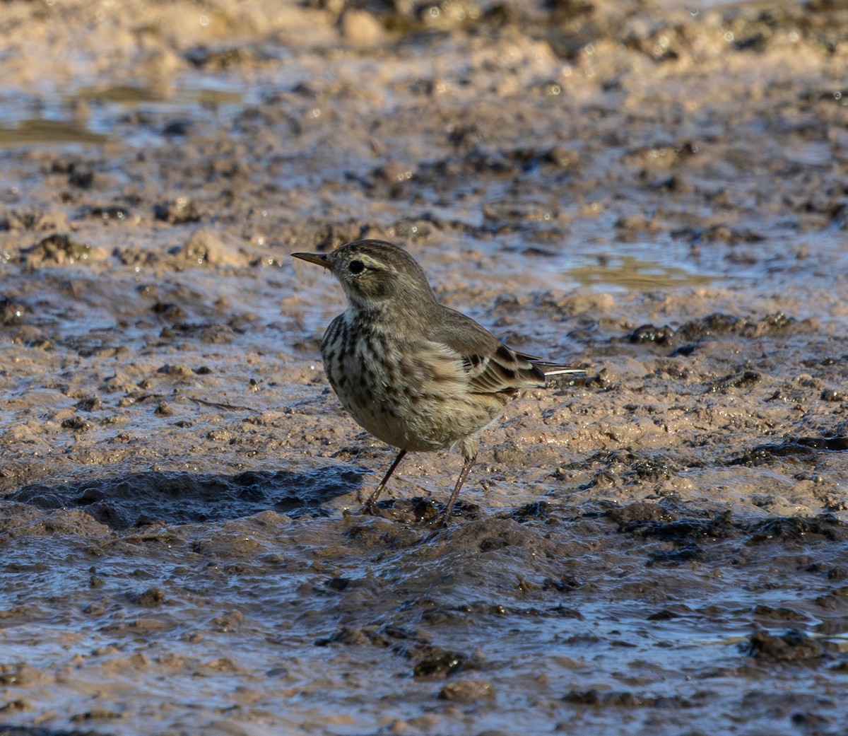 アメリカタヒバリ - ML647166672