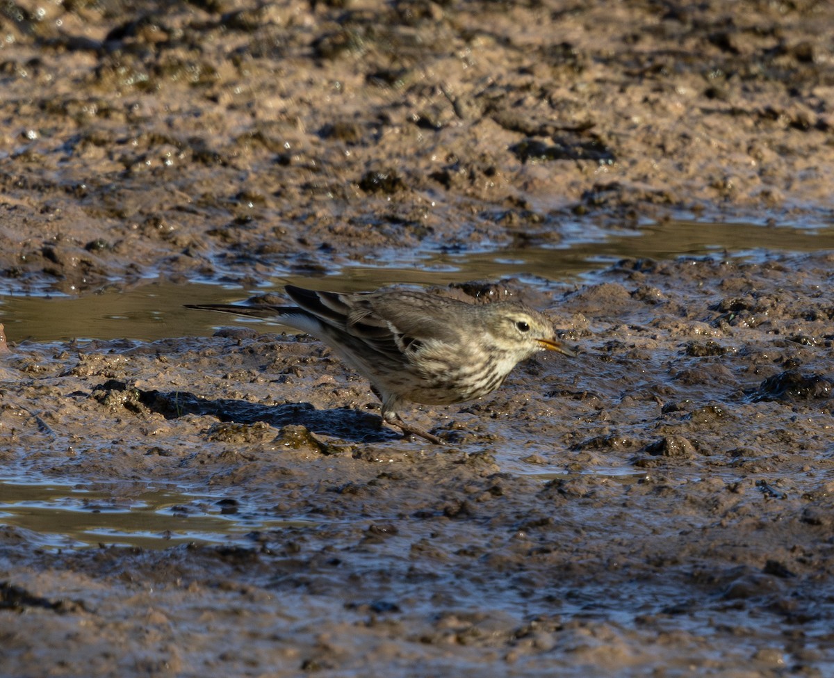 アメリカタヒバリ - ML647166673