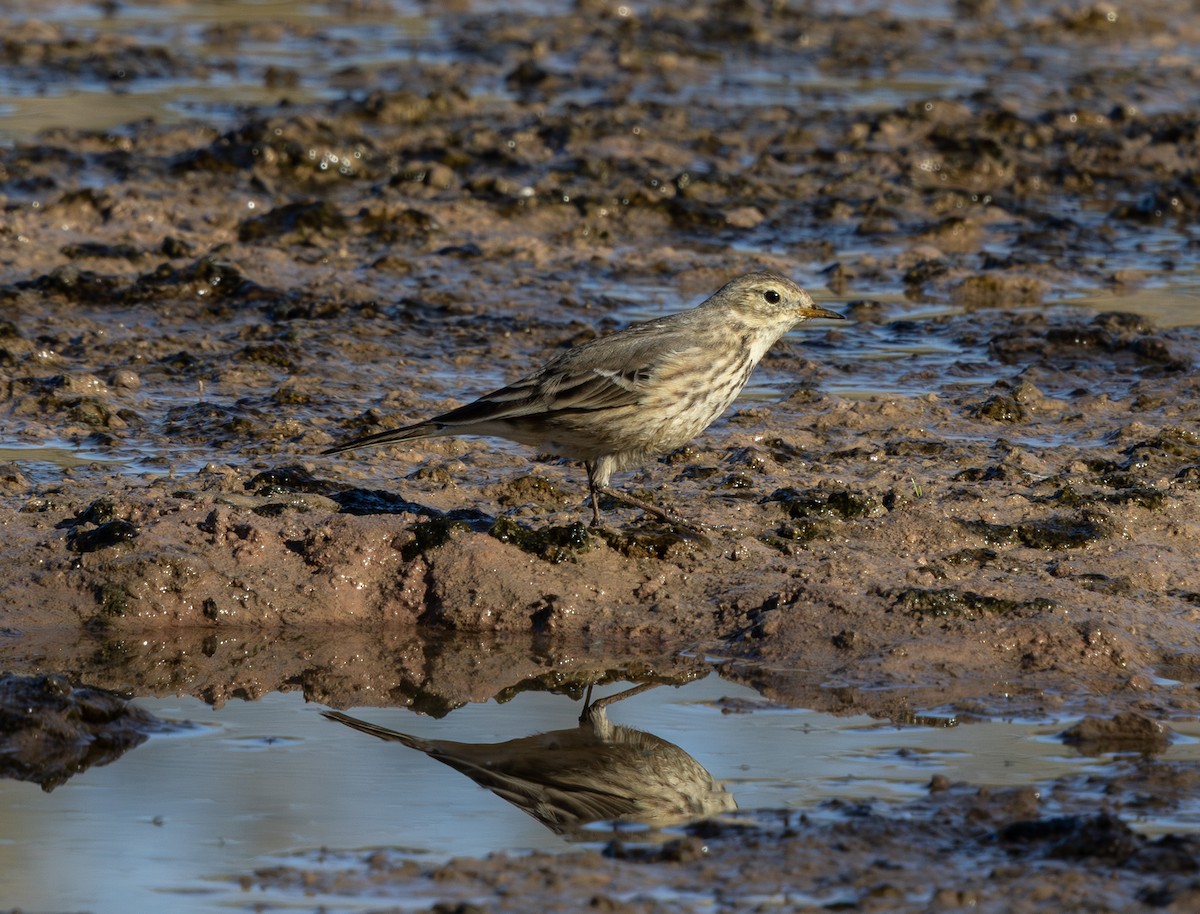 アメリカタヒバリ - ML647166674