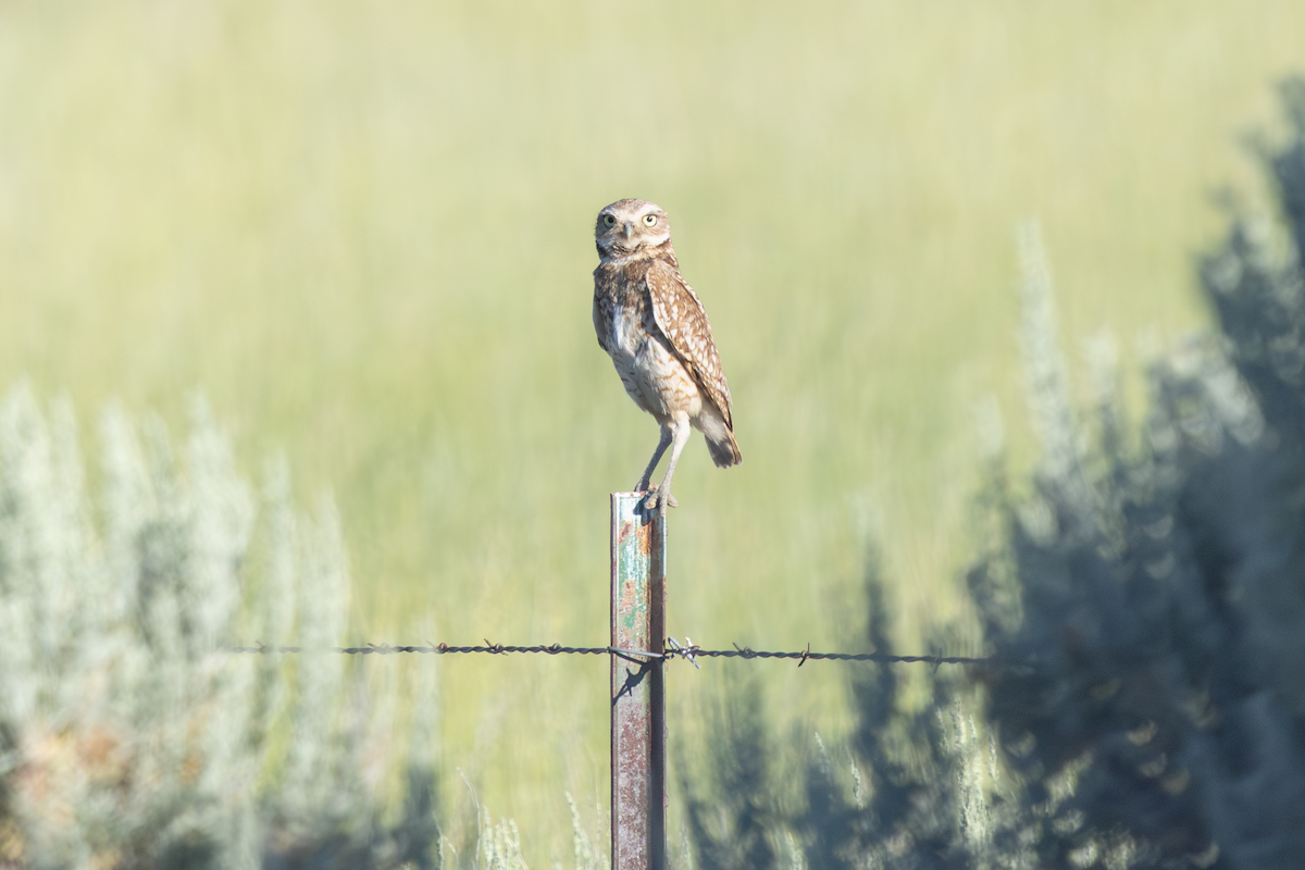 アナホリフクロウ - ML647166676