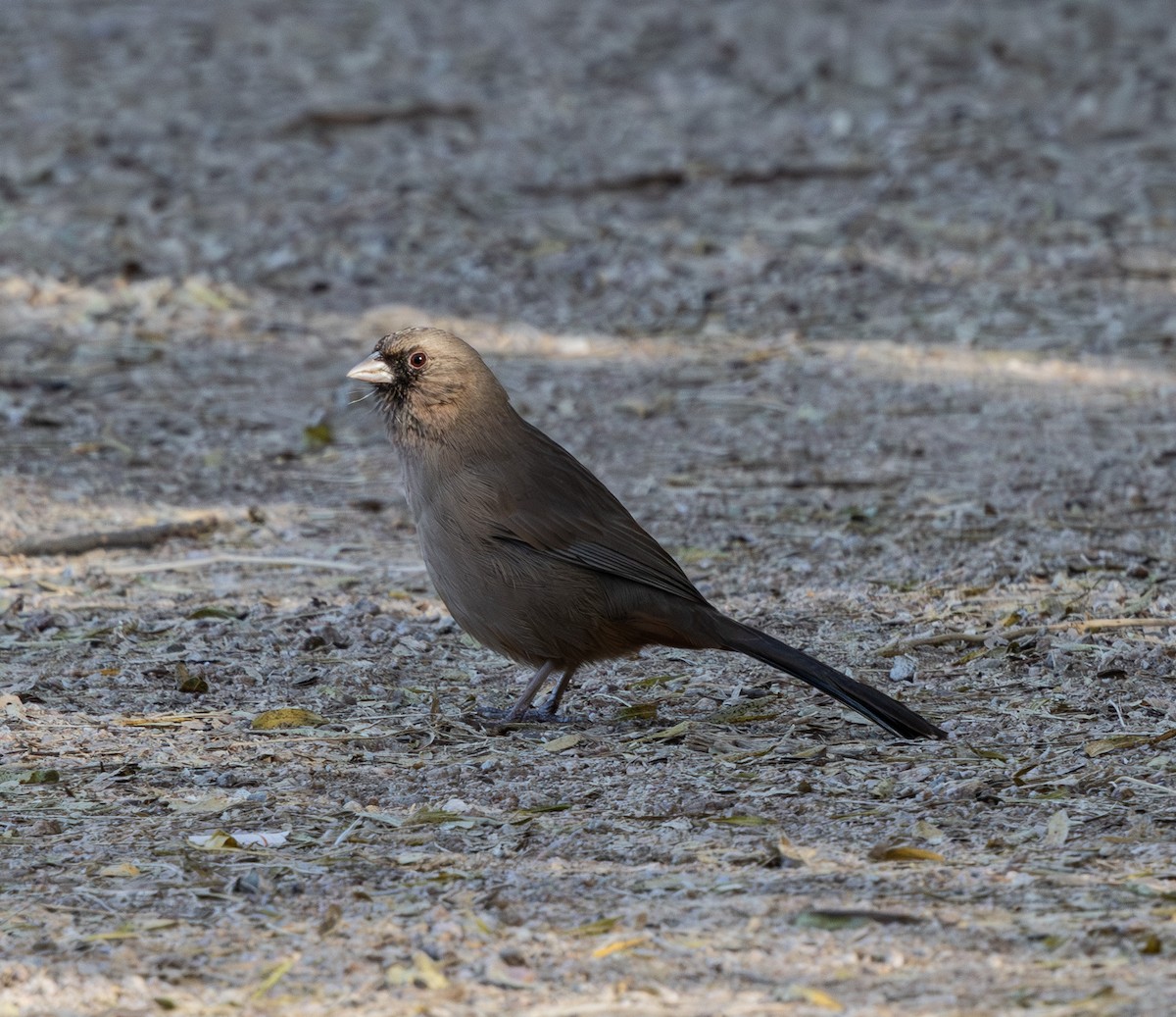 メグロトウヒチョウ - ML647166677