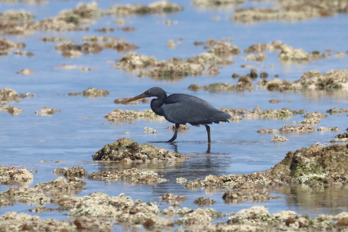 クロサギ - ML647166678