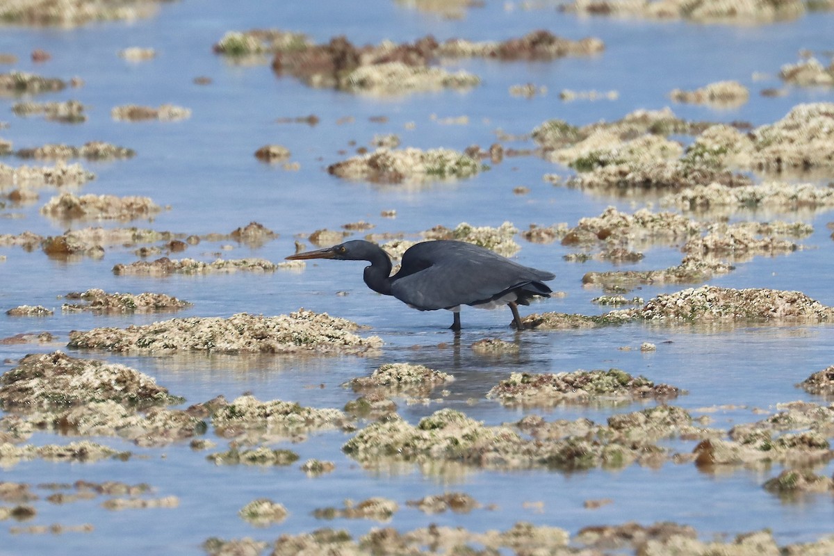 クロサギ - ML647166679