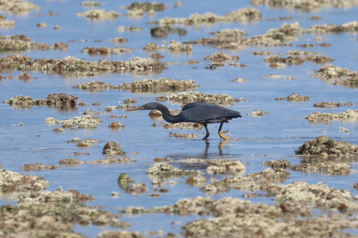 クロサギ - ML647166680