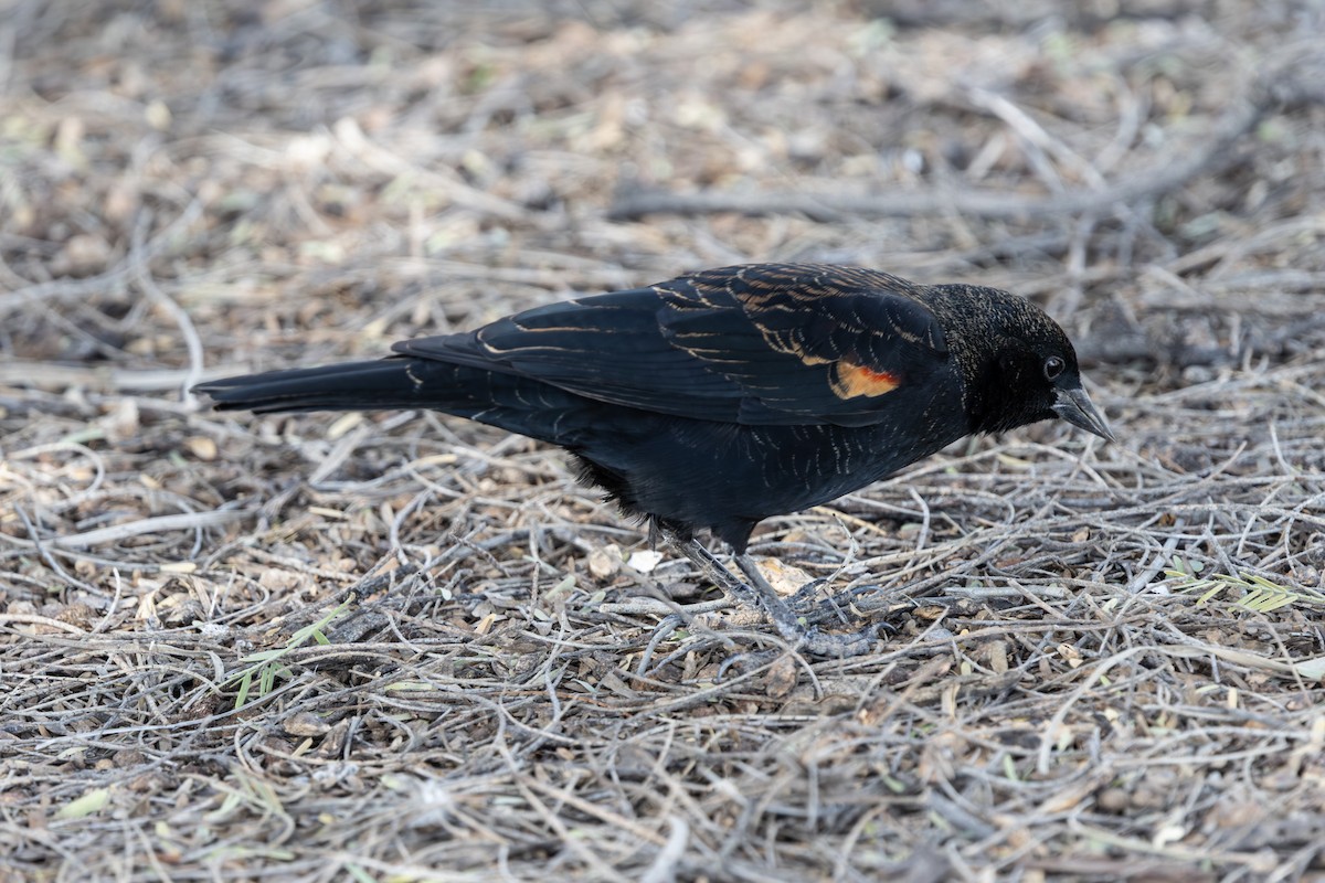 ハゴロモガラス - ML647166683