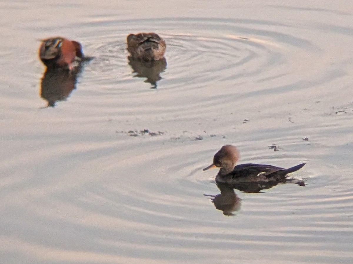 Zerra buruhandia - ML647166684