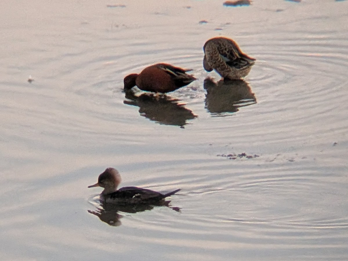 Zerra buruhandia - ML647166693