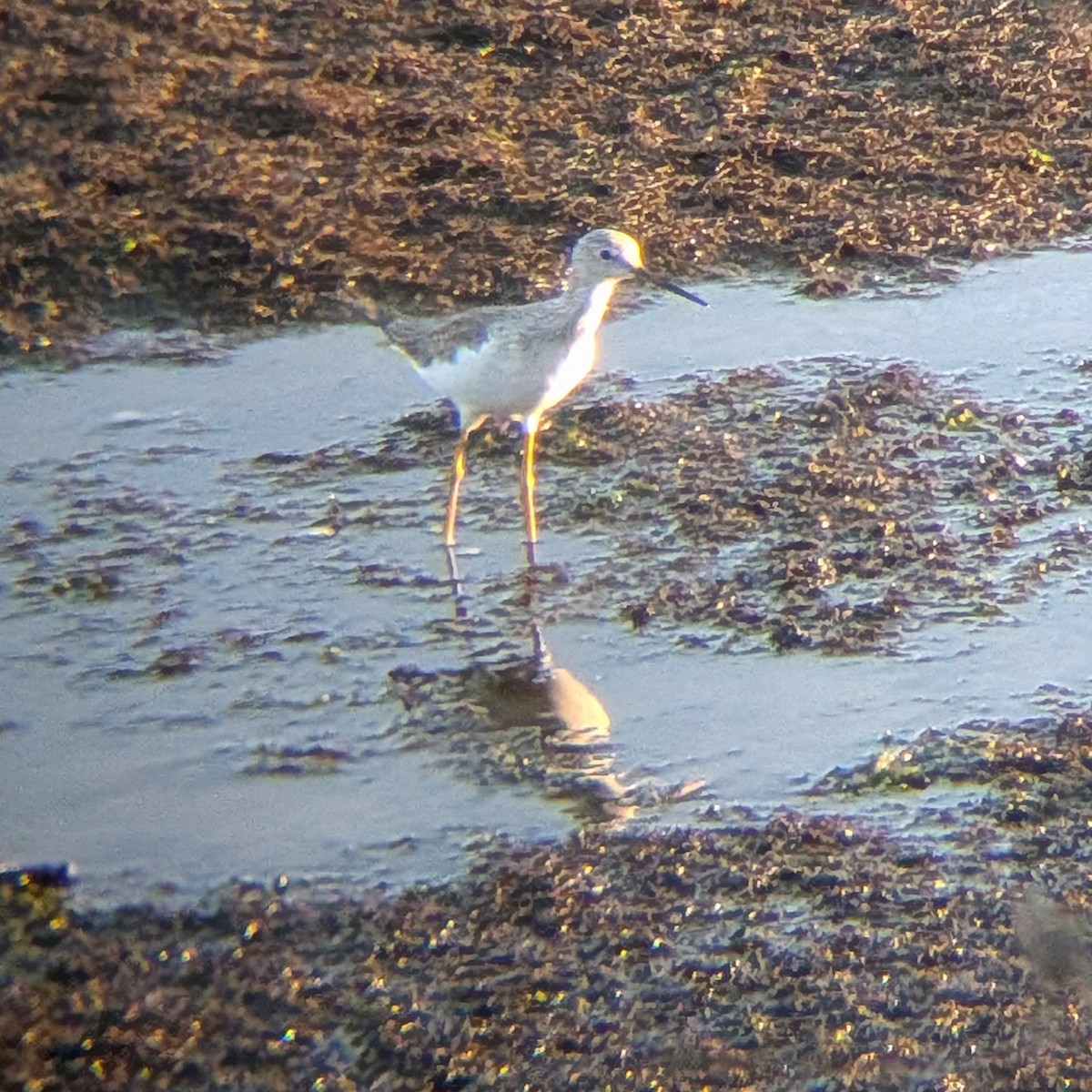 Kuliska hankahori handia - ML647166694