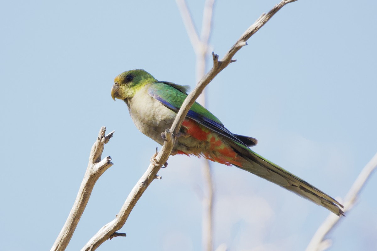 ユーカリインコ - ML647166695