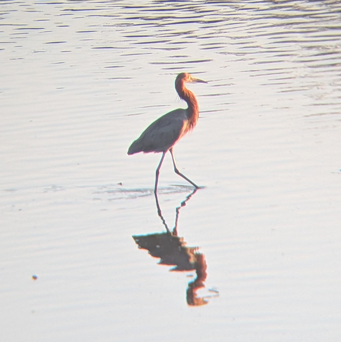 Reddish Egret - ML647166696