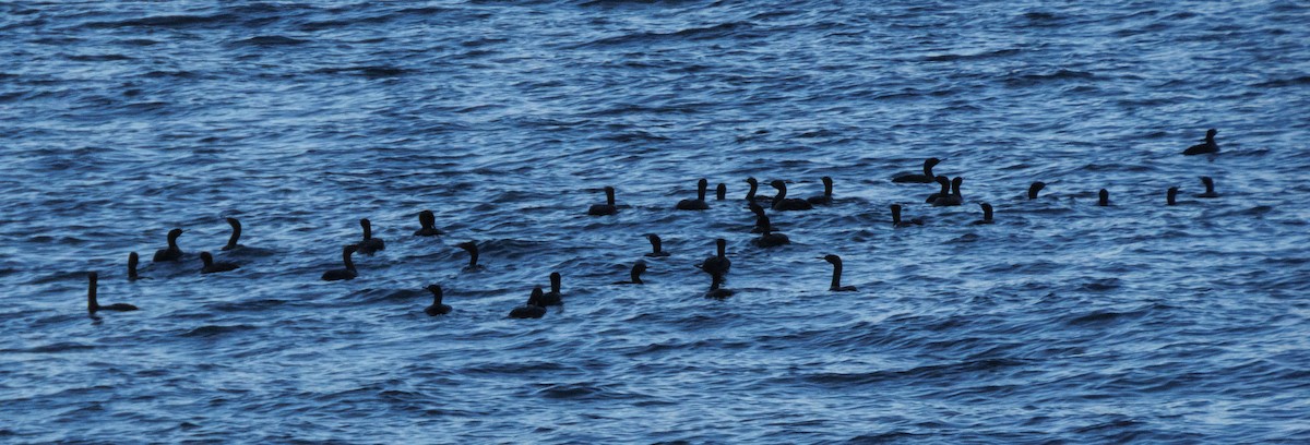 海鸕鷀 - ML647166701