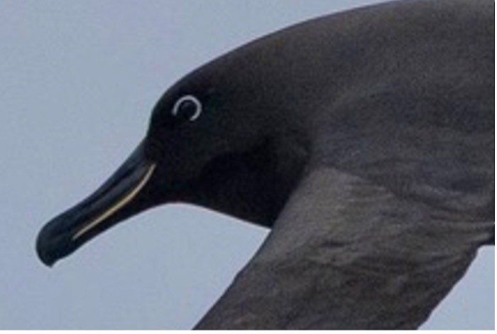 Sooty Albatross - ML647166703
