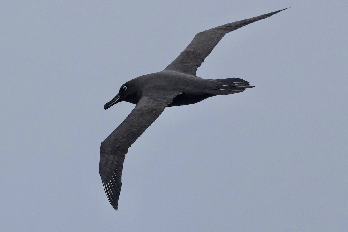 Sooty Albatross - ML647166707