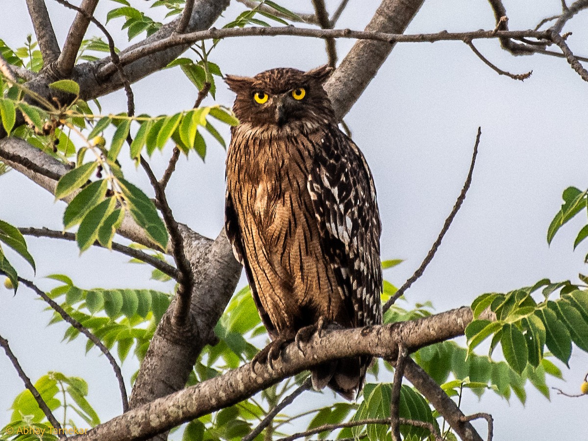 Búho Pescador de Sri Lanka - ML647166715