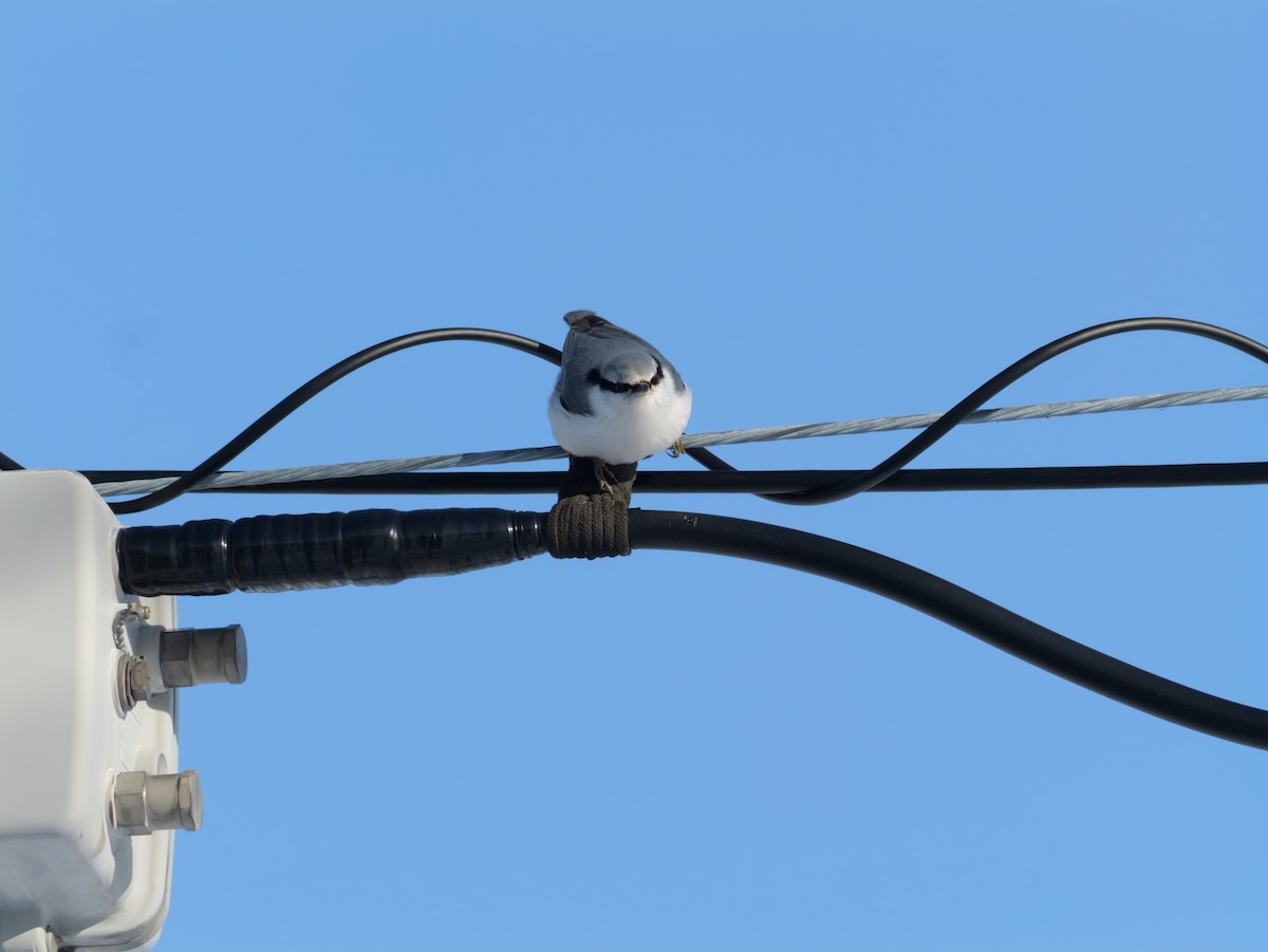 Повзик звичайний - ML647166717