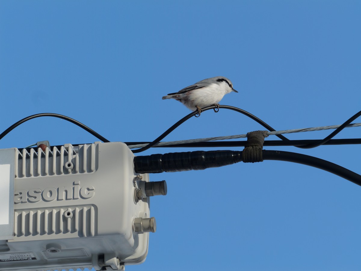 Повзик звичайний - ML647166718