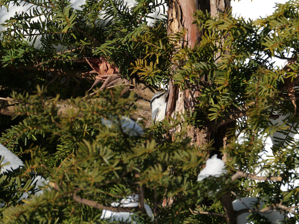 Повзик звичайний - ML647166719