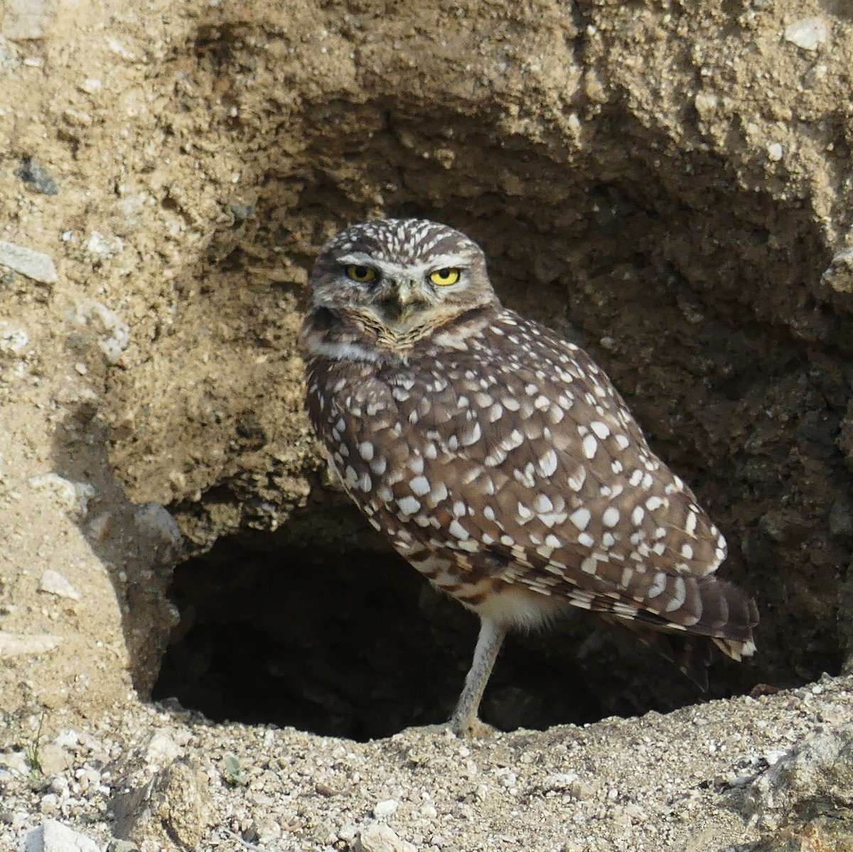 Burrowing Owl - ML647166723